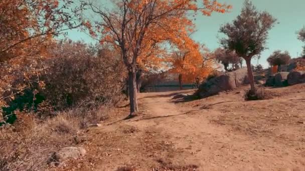 Осенний Пейзаж Парке Золотыми Листьями Деревьях Движение Фронт — стоковое видео