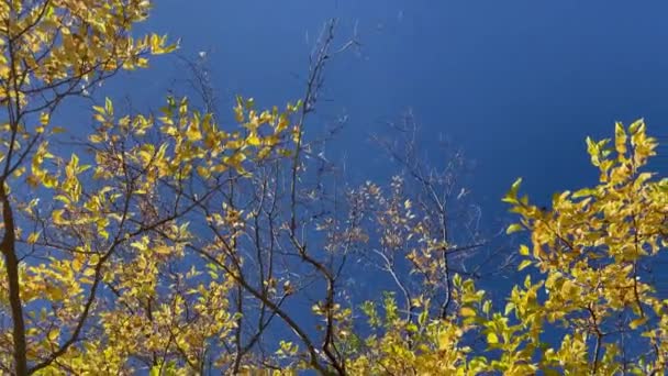 Gyllene Löv Träd Hösten Sidoförflyttning — Stockvideo