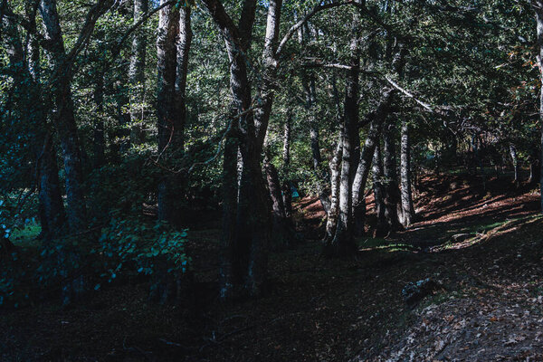 Winter landscape in a magical and cold forest. Selective focus.