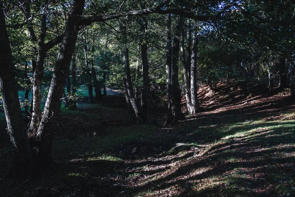 Paysage Hivernal Dans Une Forêt Magique Froide Concentration Sélective — Photo