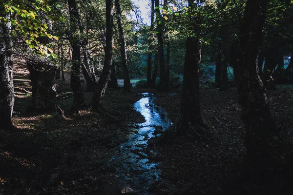 Paysage Hivernal Dans Une Forêt Magique Froide Avec Ruisseau Concentration — Photo