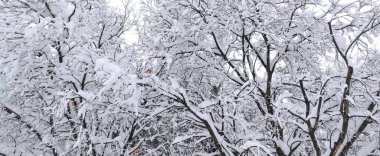 Arka planda karla kaplı ağaç dalları var. Kış manzarası.