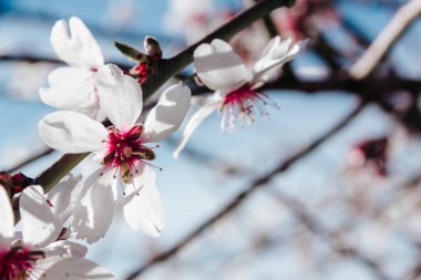 Badem ağaçları çiçek açıyor. Baharda beyaz çiçekler. Seçici odaklanma. Boşluğu kopyala.