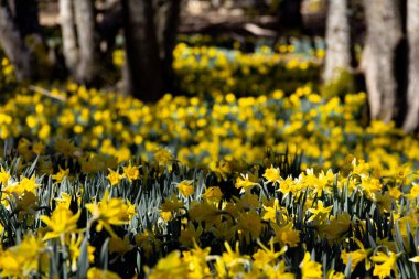 Ormanda açan sarı nergislerden oluşan bir çayır. Seçici odaklanma. Boşluğu kopyala.