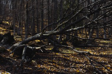 Kışın kuru ağaçlarla dolu bir orman. Seçici odaklanma. Boşluğu kopyala.