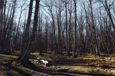 Kışın kuru ağaçlarla dolu bir orman. Seçici odaklanma. Boşluğu kopyala.