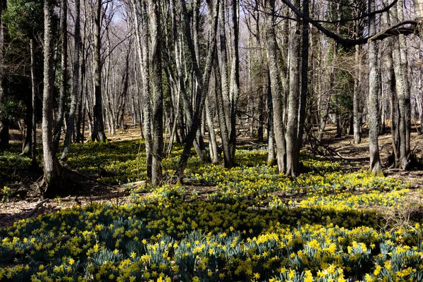 Louka Žlutými Narcisy Kvetoucími Lese Selektivní Soustředění Kopírovat Prostor — Stock fotografie