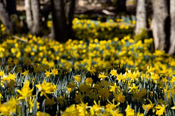 Pré Jonquilles Jaunes Fleurs Dans Une Forêt Concentration Sélective Espace — Photo