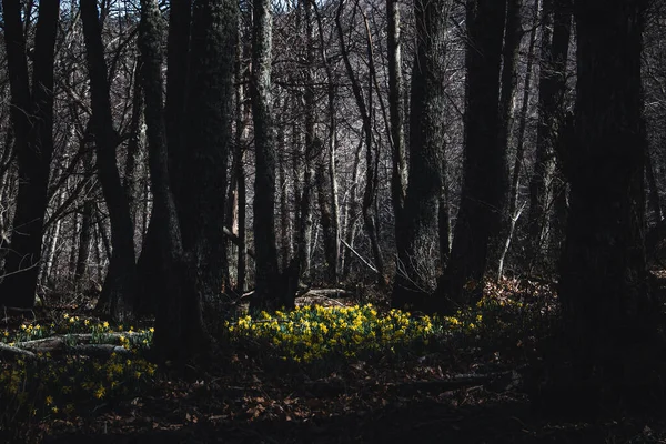 Pré Jonquilles Jaunes Fleurs Dans Une Forêt Concentration Sélective Espace — Photo