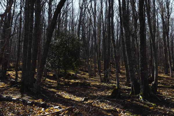 Les Suchými Stromy Zimě Selektivní Soustředění Kopírovat Prostor — Stock fotografie