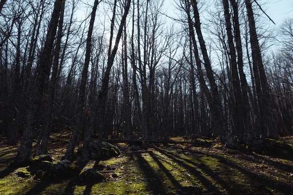 Forêt Avec Arbres Secs Hiver Concentration Sélective Espace Copie — Photo