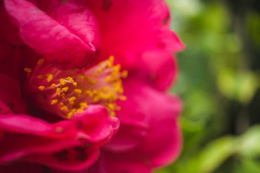 Baharda açan kırmızı çiçek. Seçici odaklanma. Boşluğu kopyala.