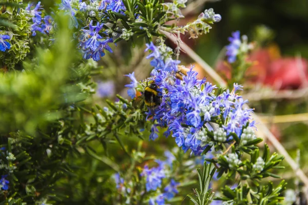 Пчела Опыляет Пыльцу Цветке Розмарина Селективный Фокус — стоковое фото