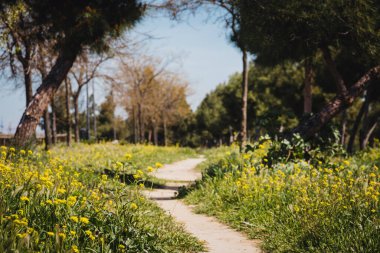 Toprak yolu, ahşap çitleri ve sarı çiçekleri olan şehir parkı. Uzayı kopyala Seçici odak.