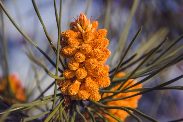 Cone Pinheiro Crescendo Primavera Foco Seletivo Espaço Cópia — Fotografia de Stock