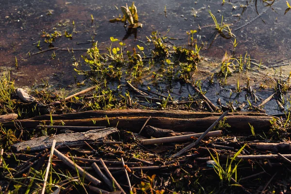 Schlamm Mit Pflanzen Ufer Eines Sees Mit Stöcken Selektiver Fokus — Stockfoto