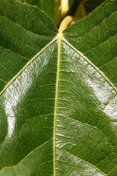 Texture of a green fig leaf. Copy space. Selective focus.
