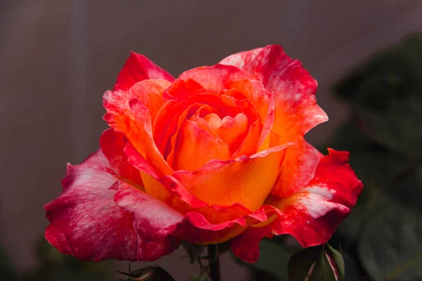 Помаранчева Троянда Цвіте Навесні Копіювати Простір Вибірковий Фокус — стокове фото