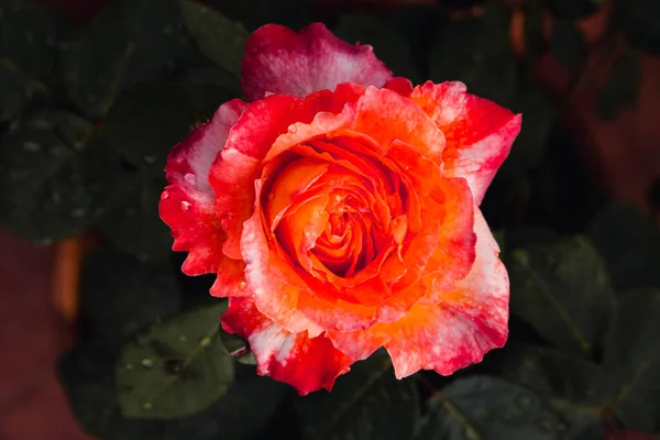Помаранчева Троянда Краплями Води Квітка Під Дощем Весняне Розквітло Копіювати — стокове фото