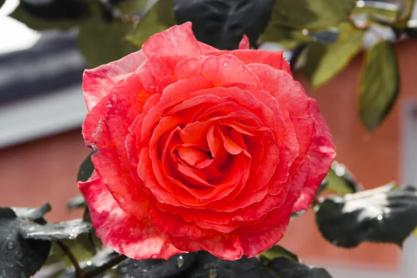 Помаранчева Троянда Краплями Води Квітка Під Дощем Весняне Розквітло Копіювати — стокове фото