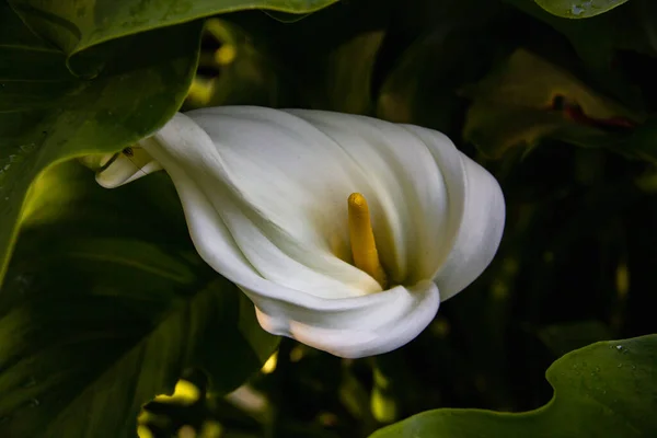 Gele Witte Bloem Van Zantedeschia Aethiopica Bloeien Het Voorjaar Calla — Stockfoto