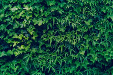 Background of climbing plants and green creepers. Copy space. Selective focus.
