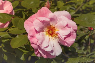 İlkbaharda çiçek açan modern bir gül ağacı. Uzayı kopyala Seçici odak.