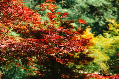 Kırmızı akçaağaç yaprakları. Uzayı kopyala Seçici odak.
