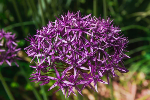 Purple Allium Cristophii Flower Blooming Spring Copy Space Selective Focus — Stockfoto