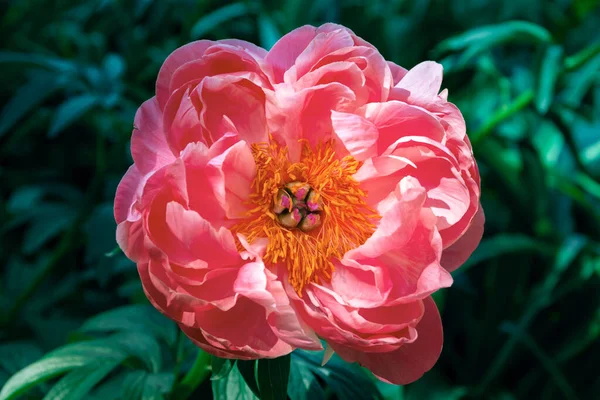 Рожева Паеонія Цвіте Навесні Копіювати Простір Вибірковий Фокус — стокове фото