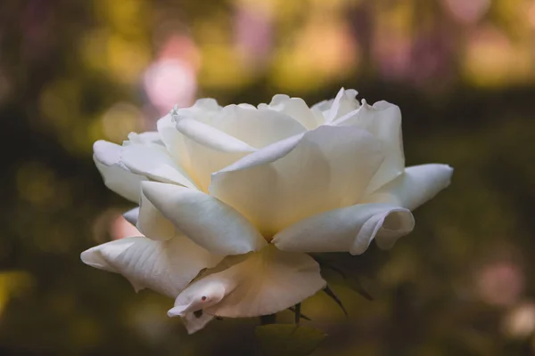 Квітка Білої Троянди Цвіте Навесні Копіювати Простір Вибірковий Фокус — стокове фото