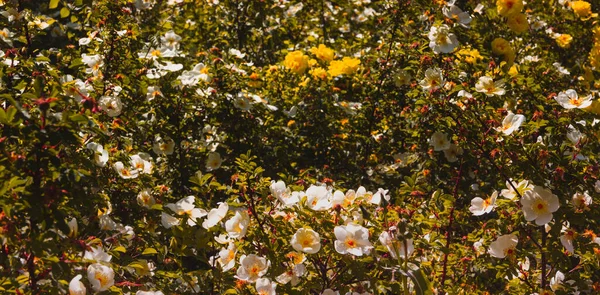 Çiçek açan bahar bahçesi. Uzayı kopyala Seçici odak.