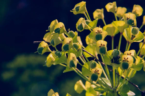 Flower Euphorbia Characias Blooming Spring Copy Space Selective Focus — Foto de Stock