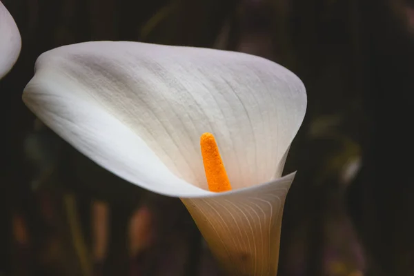 Жовта Біла Квітка Zantedeschia Ahetopica Цвіте Навесні Калла Пальстріс Копіювати — стокове фото