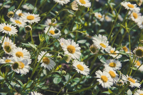 Baharda açan papatyalar. Seçici odaklanma. Boşluğu kopyala.