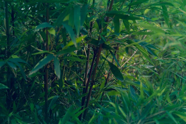 Background Green Bamboo Plants Copy Space Selective Focus — Foto de Stock