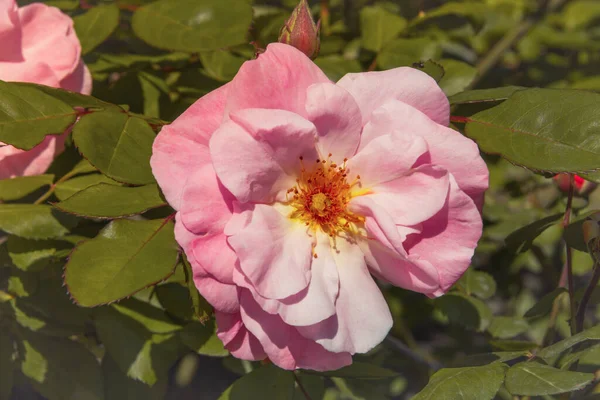 İlkbaharda çiçek açan modern bir gül ağacı. Uzayı kopyala Seçici odak.