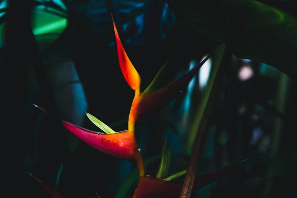 Tropical Flower Heliconia Bihai Bloom Copy Space Selective Focus — Foto de Stock