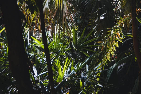 Tropical Jungle Background Trees Palm Trees Copy Space Selective Focus — Foto de Stock