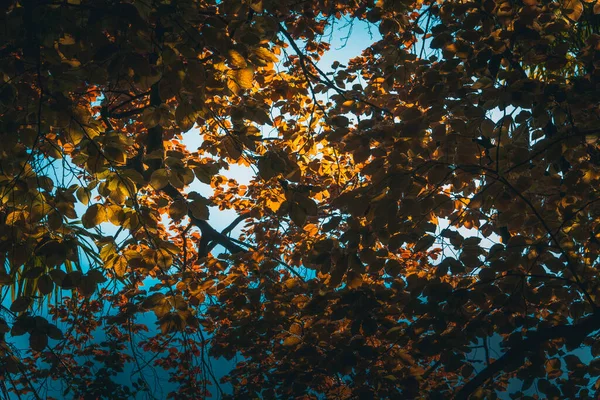 Brown Tree Leaves Blue Sky Background Copy Space Selective Focus — Foto de Stock