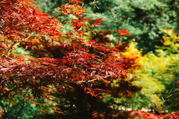 Kırmızı akçaağaç yaprakları. Uzayı kopyala Seçici odak.