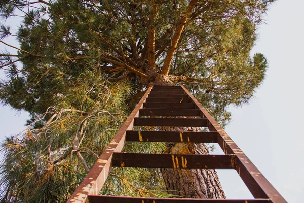 Железная Лестница Опирающаяся Сосну Концепция Роста Селективный Фокус — стоковое фото