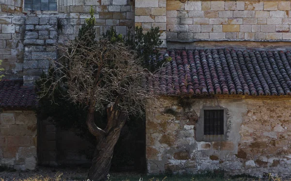 Picturesque Scene Olive Tree Small Old House Traditional Architecture Spain — Stock Fotó