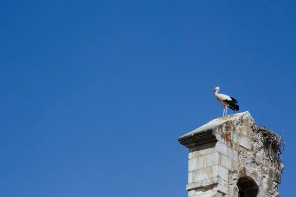 Detail Bell Tower Stork Copy Space Selective Focus — ストック写真