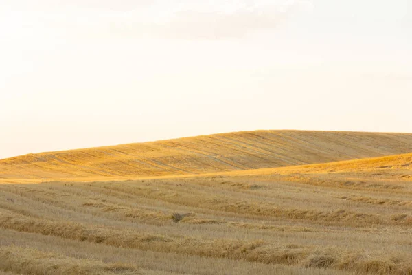 Mowed Cereal Field Agriculture Selective Focus Copy Space — Zdjęcie stockowe