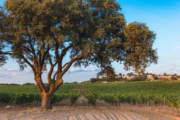 Plantation Vines Wine Harvested Next Large Oak Tree Agriculture Selective — Fotografia de Stock