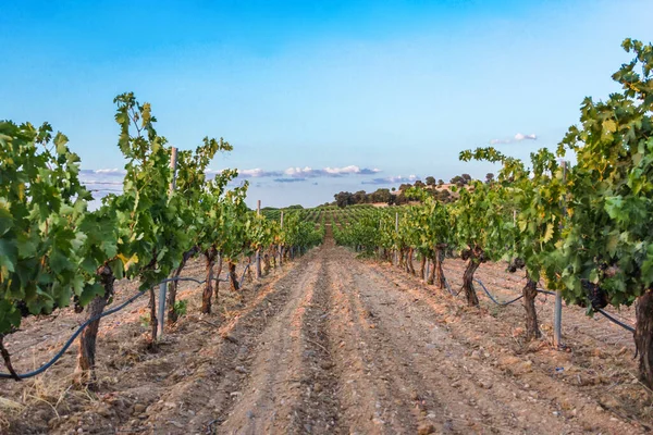 Plantation Wine Vines Harvested Agriculture Selective Focus Copy Space — Fotografia de Stock