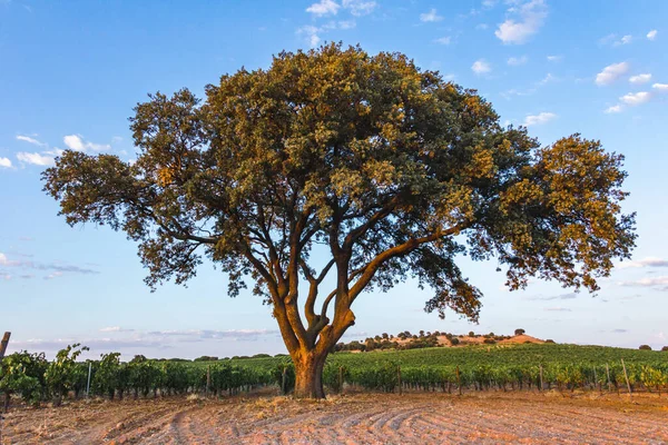 Plantation Vines Wine Harvested Next Large Oak Tree Agriculture Selective — Fotografia de Stock