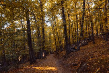 Path in a chestnut forest in autumn with golden leaves on the trees. Selective focus.
