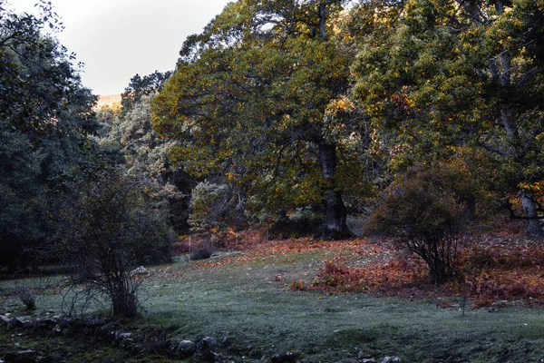 Autumn Landscape Golden Tree Leaves Magical Forest Selective Focus — 스톡 사진